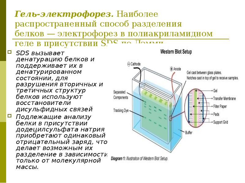 Зачем нужен электрофорез. Электрофорез в агарозном геле принцип метода. Электрофорез нуклеиновых кислот в полиакриламидном геле. Электрофорез ДНК В агарозном геле принцип метода. Прибор для электрофореза в полиакриламидном геле.