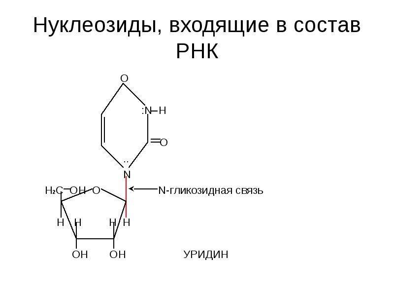 Связь 4 гликозидная. Нуклеозиды гуанина, входящие в состав РНК. Уридин n гликозидная связь. Нуклеозид уридин. Бета 1 3 гликозидная связь.