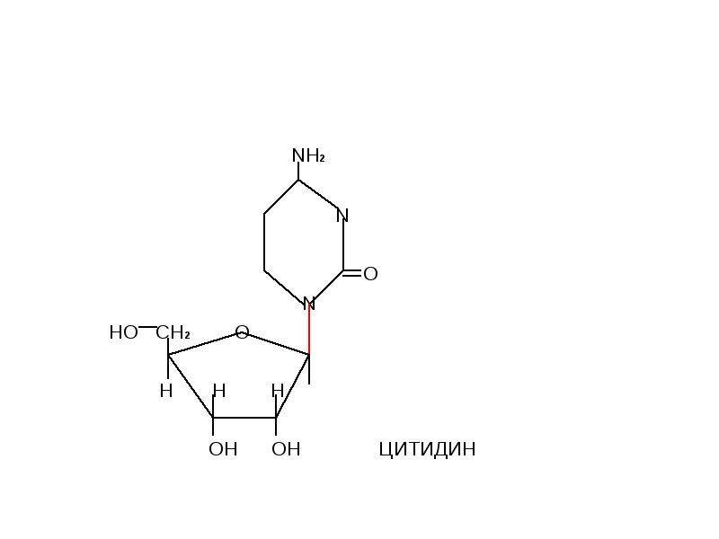Схема образования цитидина