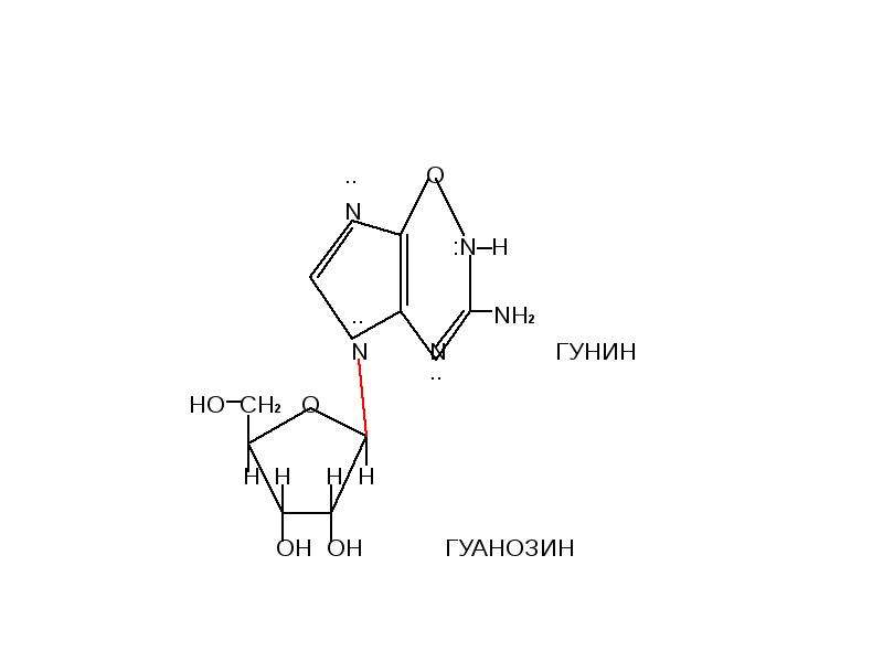 Ооо рнк. Гуанозин 5 фосфат гидролиз. Гуанозин 3 фосфат гидролиз. Нуклеозид гуанозин. Кислотный гидролиз гуанозина.