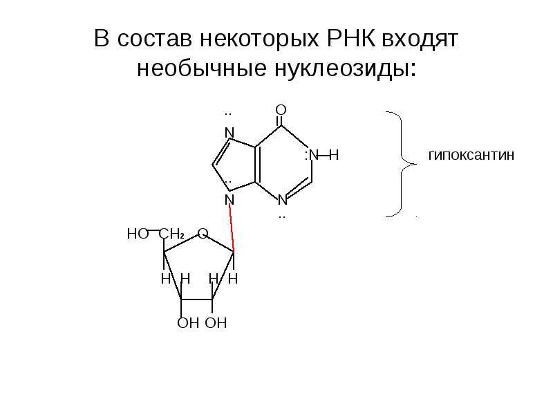 В состав рнк не входит