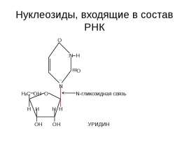 Нуклеозиды, входящие в состав РНК