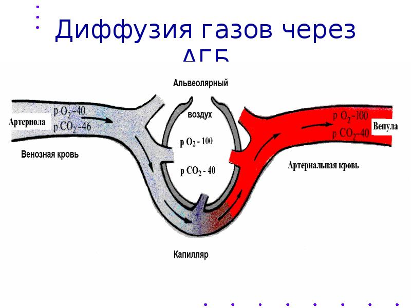 Обмен газов между альвеолярным воздухом. Диффузия газов. Диффузия газов через альвеолярно-капиллярную мембрану. Схема диффузии газов в легких. Газообмен диффузия.