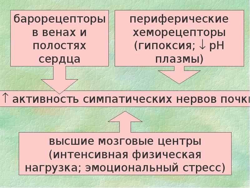 Барорецепторы это. Виды барорецепторов. Барорецепторы строение. Барорецепторы где расположены. Барорецепторы сосудов локализация.