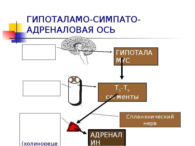 Симпатоадреналовая система схема