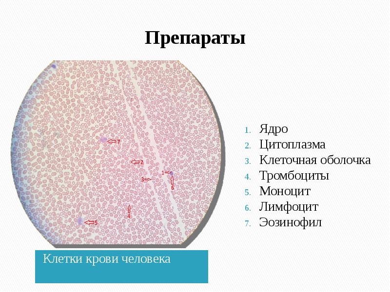 Клетка препараты