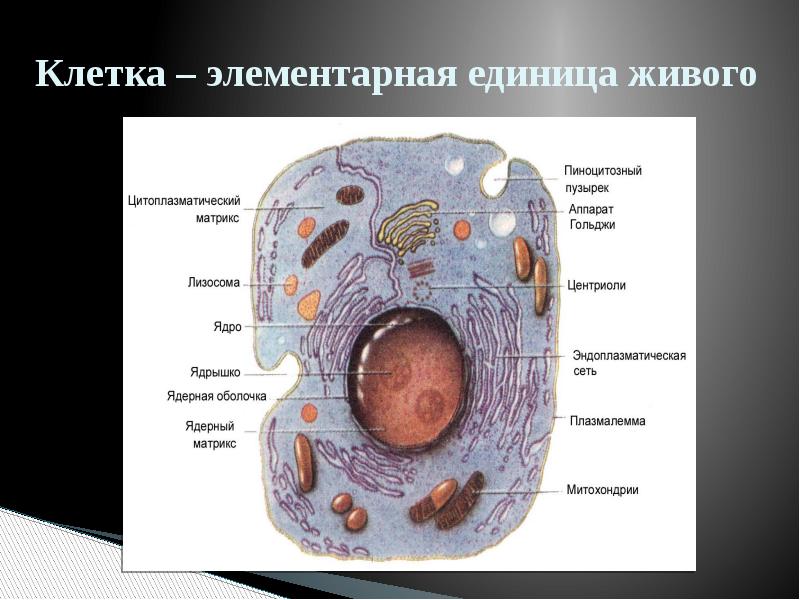 Любые клетки живого организма