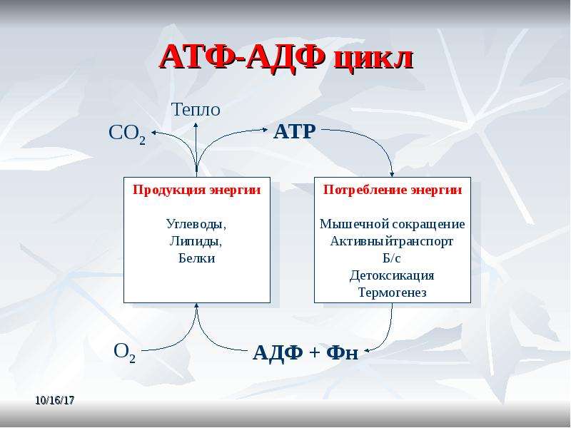 Схема превращения АТФ В АДФ. Цикл АТФ-АДФ биохимия. АДФ И АТФ отличие.