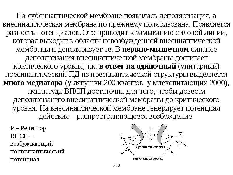 Рецепторный потенциал это