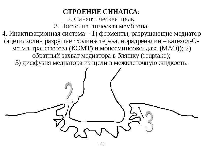 Реферат: Синапсы (строение, структура, функции)