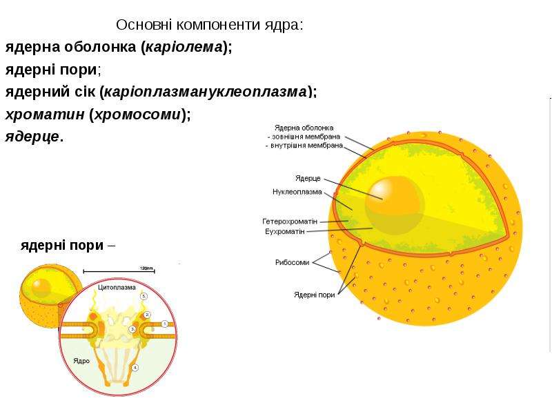 Кариоплазма это. Нуклеоплазма строение. Состав ядра нуклеоплазма.