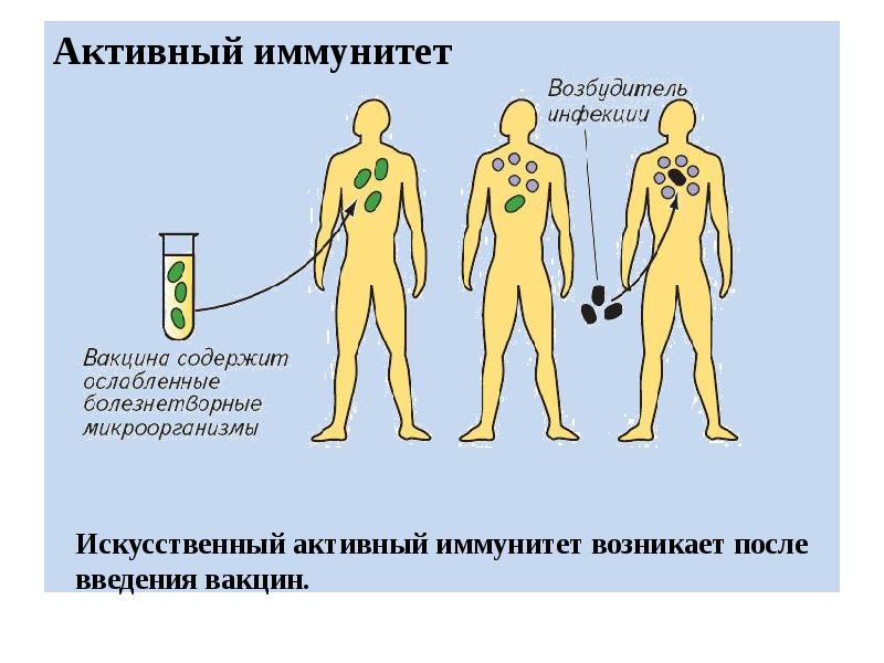 Искусственный иммунитет возникает. Искусственный пассивный иммунитет вырабатывается. Активный иммунитет. Искусственный активный иммунитет. Пассивный иммунитет возникает после введения.