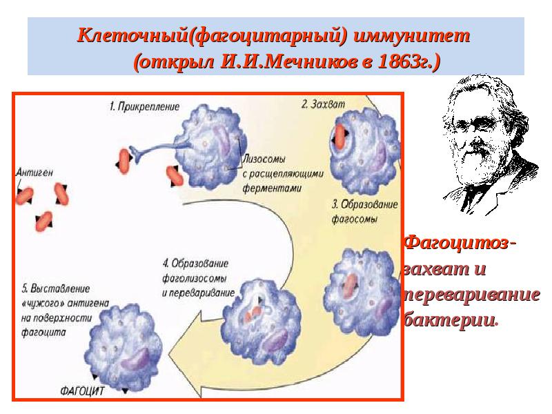 Фагоцитоз захват. Фагоцитарная теория иммунитета Мечникова. Мечников теория иммунитета. Мечников фагоцитоз клеточный иммунитет. Клеточная теория иммунитета Мечникова.