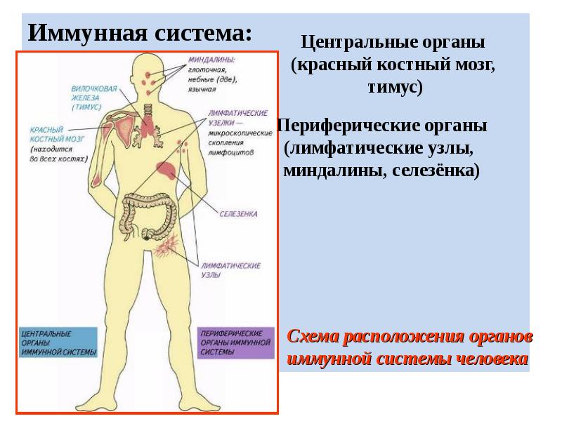 Схема демонстрирующая расположение центральных и периферических органов иммунитета