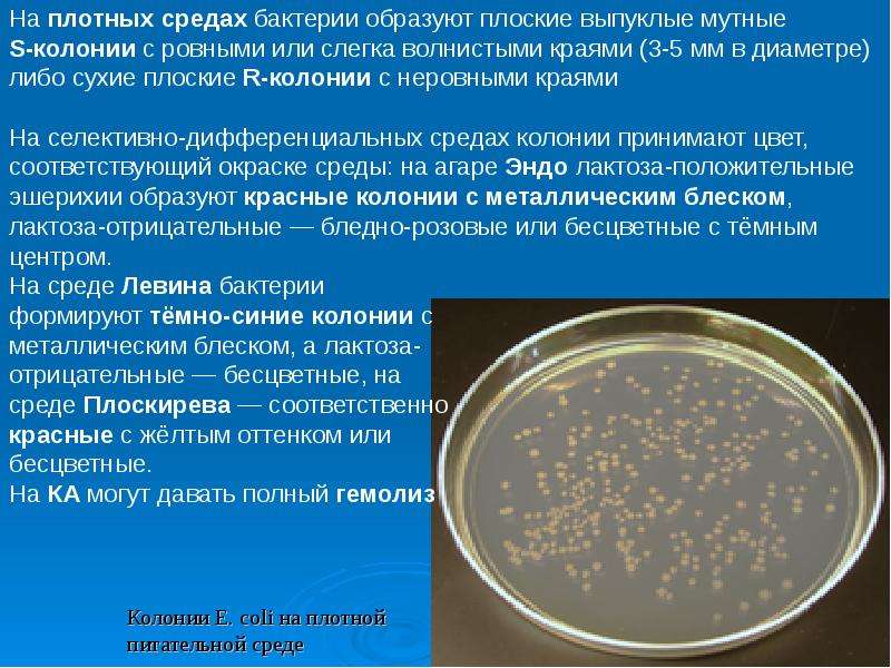 Образуют колонии. Е coli плотных питательных средах. Колонии бактерий e. coli. Колонии бактерий на питательной среде. Питательная среда для бактерий.