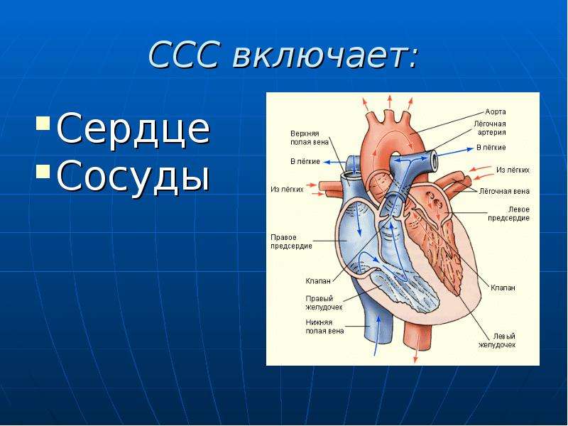 Работа сердца физиология