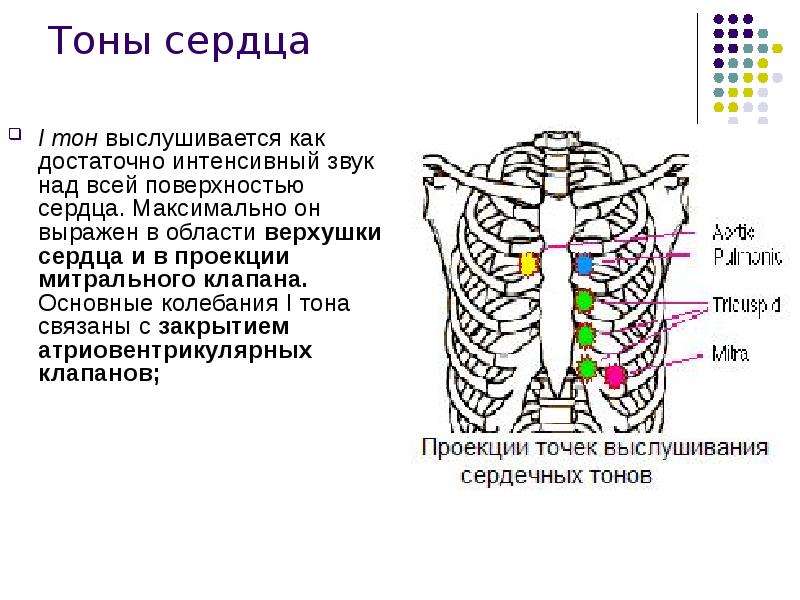 Тоны сердца. 1 Тон сердца выслушивается. На верхушке сердца выслушивается. Тоны сердца выслушиваются.