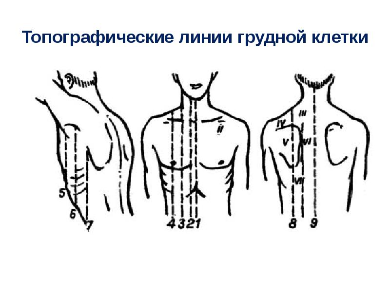 Линия места. Топографические линии грудной клетки. Клиническая топография грудной клетки. Топографические линии грудной клетки для перкуссии. Срединно лопаточная линия.