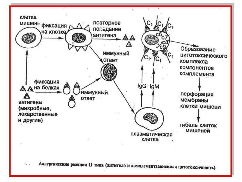 Иммунная аллергическая реакция. Схема иммунного ответа аллергия иммунология. Иммунный ответ на аллергию. Патология иммунной системы аллергия. Аллергия схема.