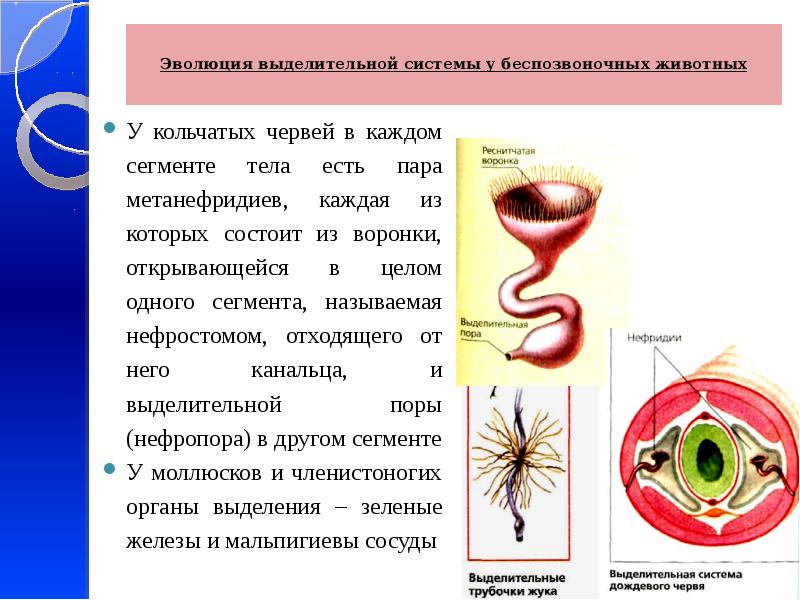 Кольчатые черви выделительная система