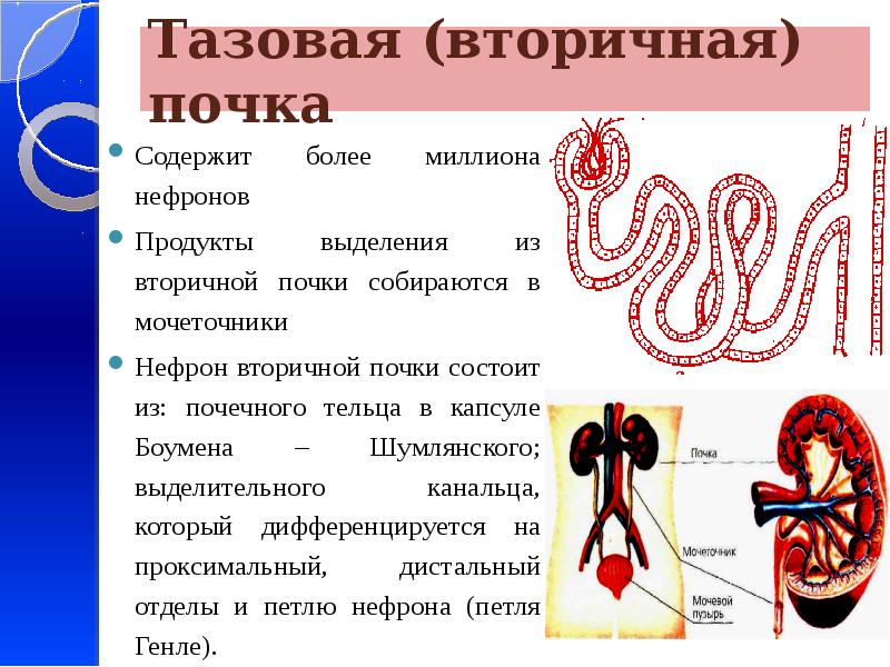 Нефроны вторичной почки. Эволюция нефрона почки. Кровеносная и выделительная система. Эволюция нефрона у хордовых животных. Эволюция выделительной системы.