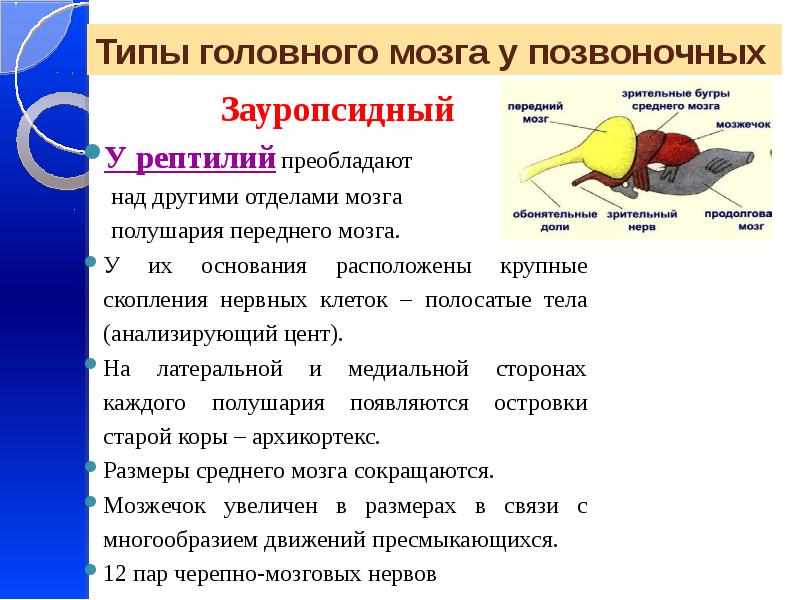 Типы мозга