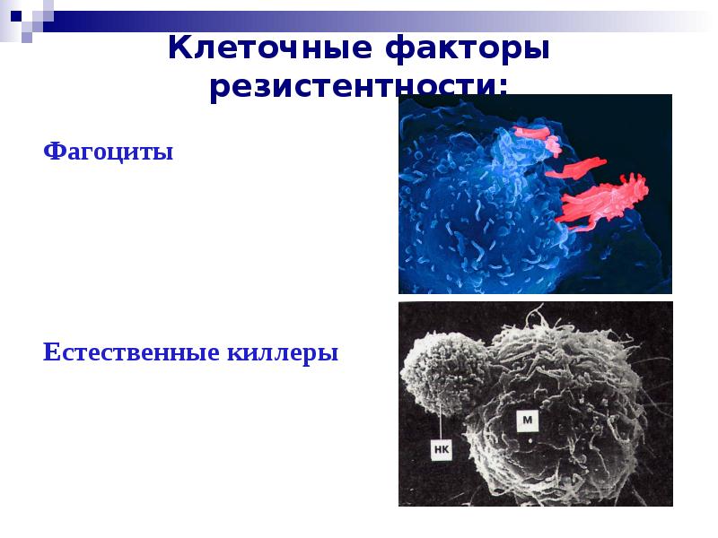 Клеточные факторы защиты