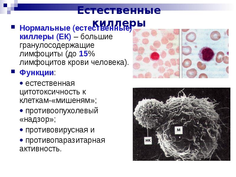 Естественные киллеры презентация