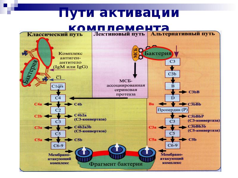 Лектиновый путь активации комплемента