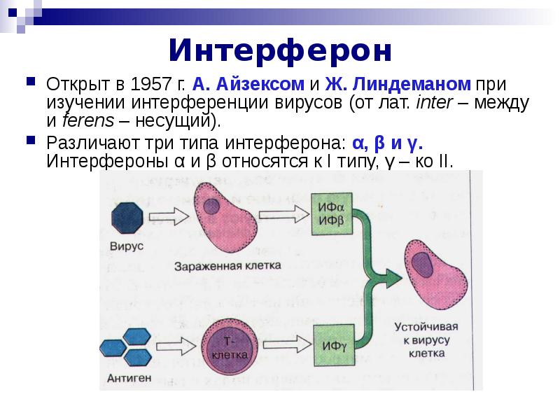 Выработка интерферонов. Интерфероны механизм действия иммунология. Схема действия интерферонов иммунология схема. Интерферон иммунология действие. Механизм действия α- интерферона.