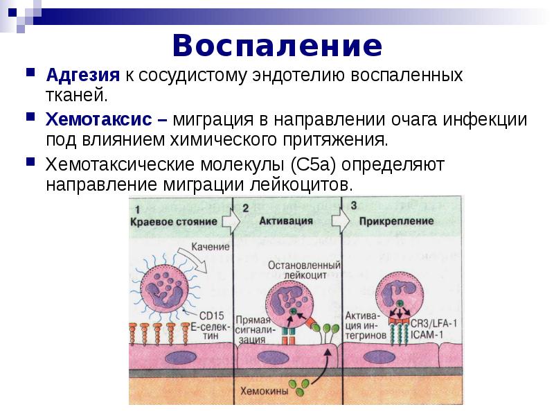 Факторы неспецифической резистентности схема