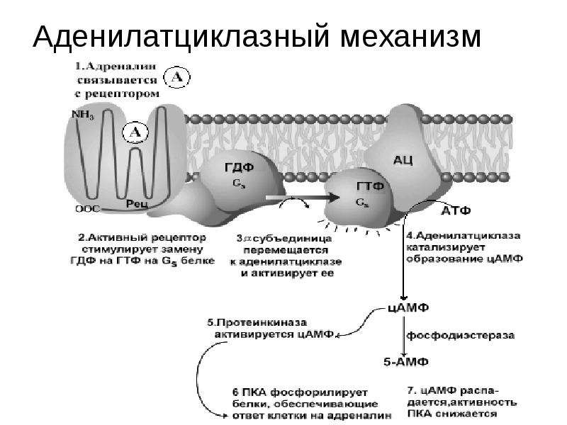 Мембраналық рецепторлар арқылы гормондық сигналдардың берілуі