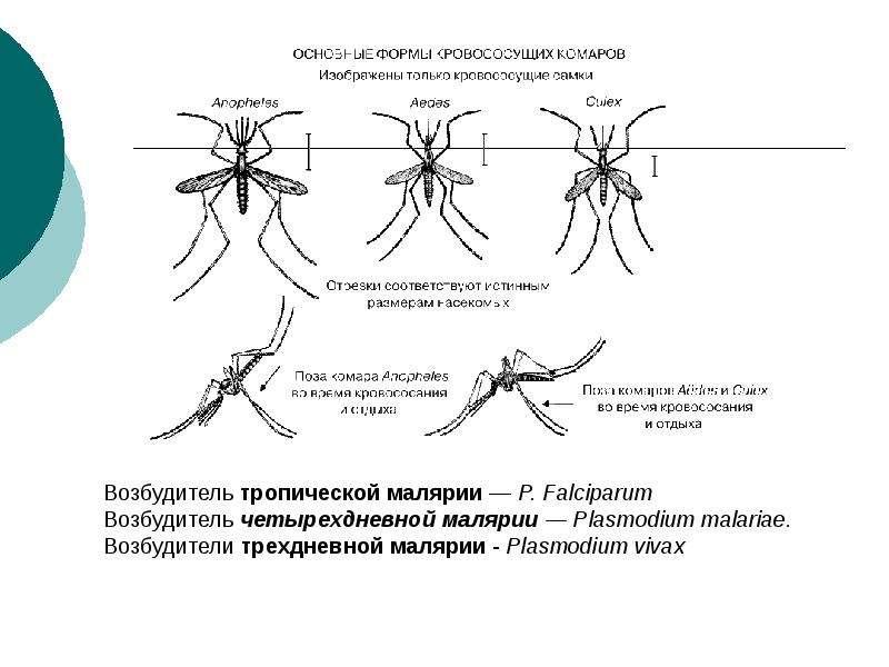 Малярия возбудитель. Тропическая малярия возбудитель. Возбудитель трехдневной малярии. Возбудитель четырехдневной малярии. Тропическая малярия возбудитель картинки.
