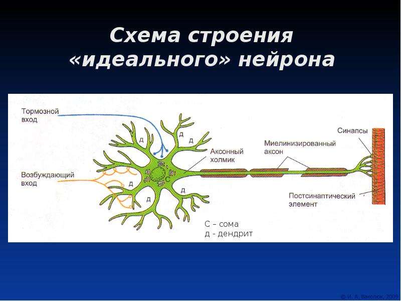 Схема регенерации нейрона