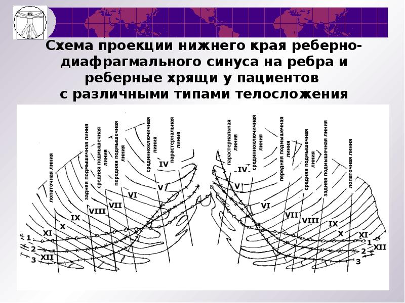 Нижний край реберной дуги. Проекция схема. Проекция селезенки схема. Проекция селезенки на ребра. Схема проекция Юнга.