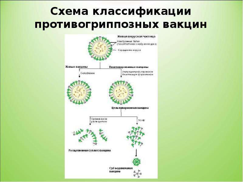 Классификация вакцин схема