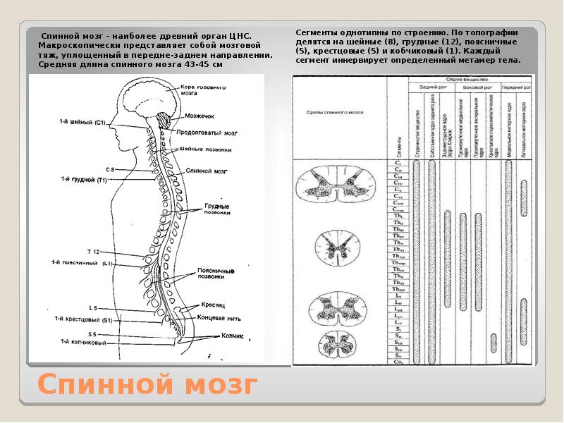 Схема спинного мозга