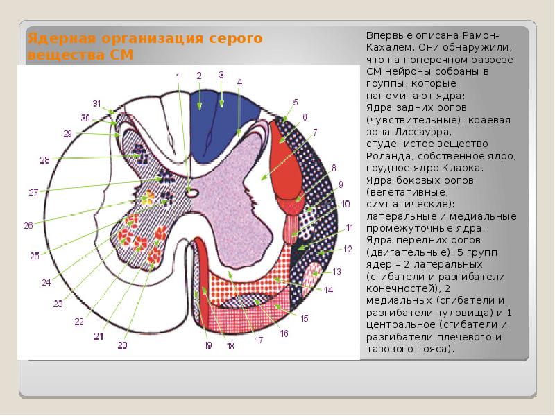 Ядра спинного мозга