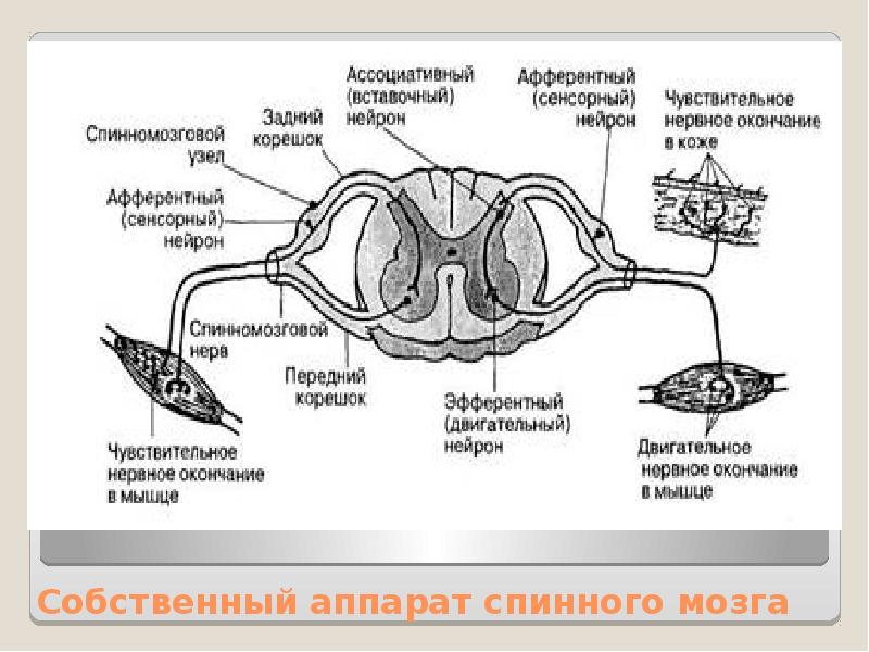 Схема нейронов спинного мозга