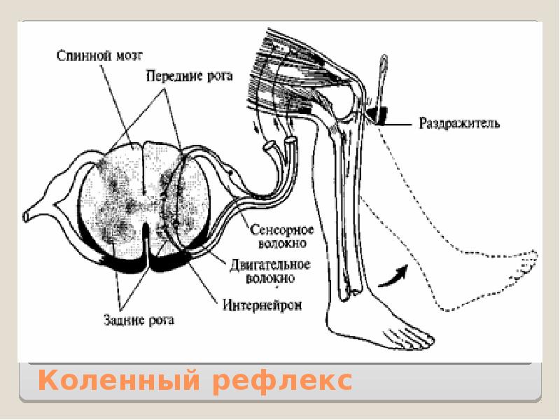 Рефлекторная дуга спинного мозга. Рефлекторная дуга коленного рефлекса рисунок. Спинной мозг и схема коленного рефлекса. Коленный рефлекс спинного мозга. Коленный рефлекс спинного мозга схема дуги.