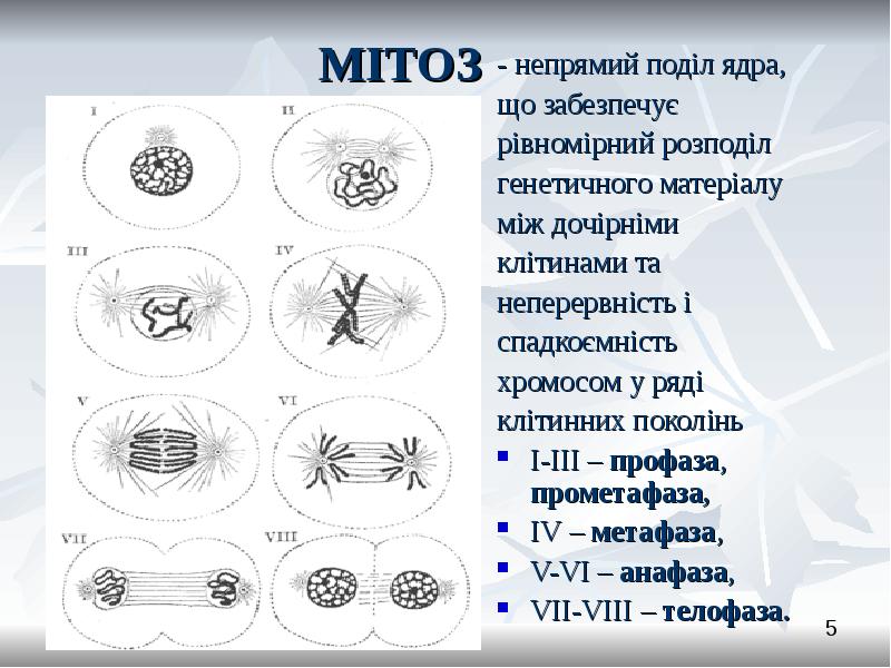 Өсімдіктер мен жануарлардағы гаметогенез презентация