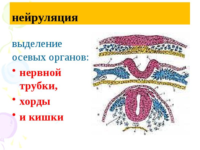 Онтогенез презентация 10 класс