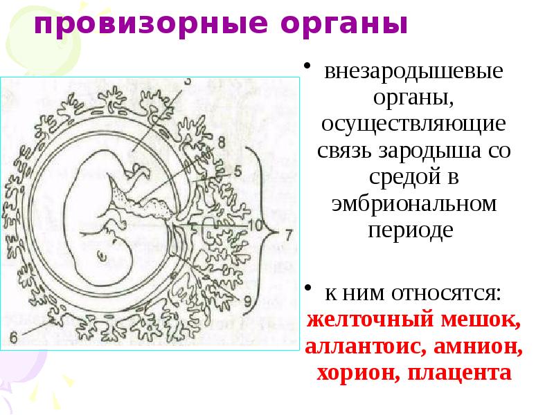 Внезародышевые органы человека