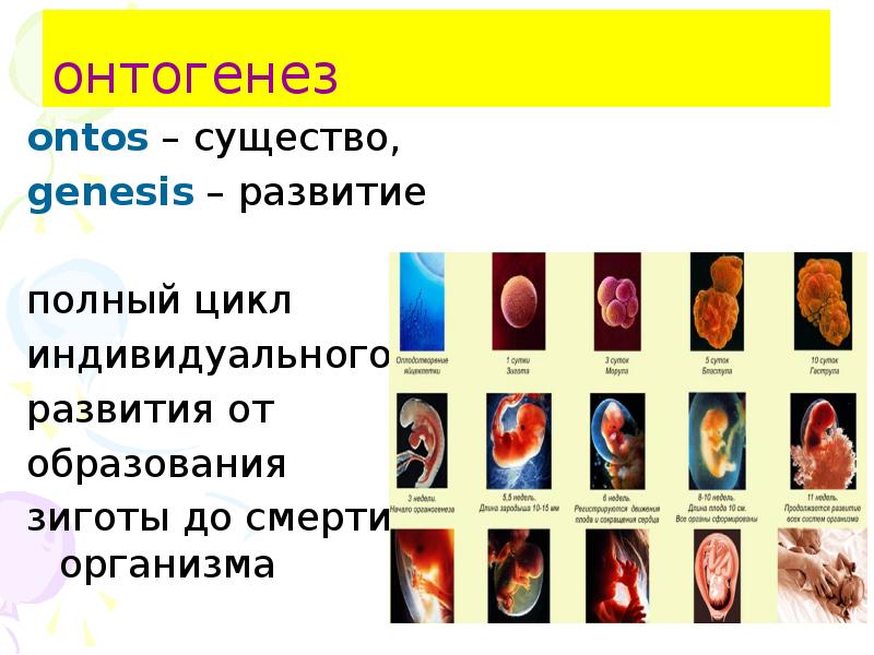 Эмбриональное развитие человека презентация 8 класс