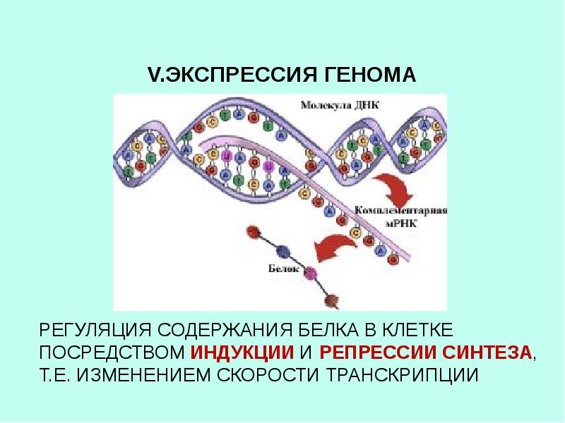 Диффузная экспрессия клеток. Экспрессия ДНК. Экспрессия генов схема. Экспрессия вирусного генома это. Экспрессия это иммунология.