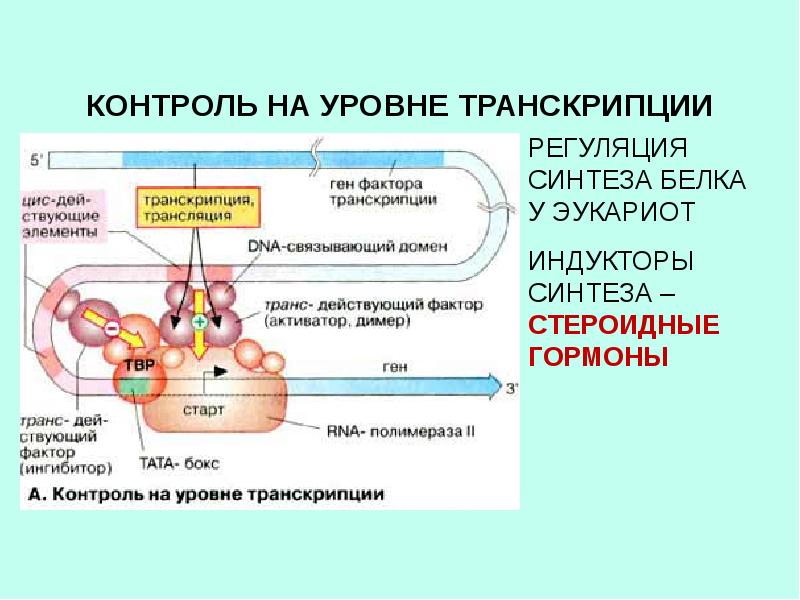 Регуляция на уровне транскрипции. Уровни регуляции функций. Регуляторная функция белков гормоны. Регуляция уровня бодрствования. Регуляторная функция почек.