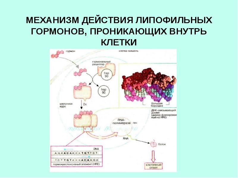 Механизм действия гормонов. Липофильные гормоны механизм действия. Механизм действия липофильных гормонов схема. Строение рецепторов липофильных гормонов. Непроникающий (мембранный) механизм действия гормона.