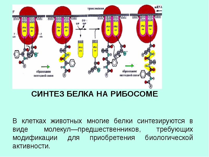 Молекулы белков в клетках. Синтез полипептидной цепи на рибосоме. Биосинтез белка на рибосоме. Синтез белка на рибосомах. Биосинтез белков на рибосомах.