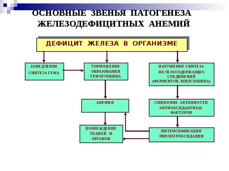 Звенья патогенеза. Патогенез железодефицитной анемии схема. Механизм развития железодефицитной анемии патофизиология. Патогенез железодефицитной анемии патофизиология. Основные звенья патогенеза железодефицитной анемии.