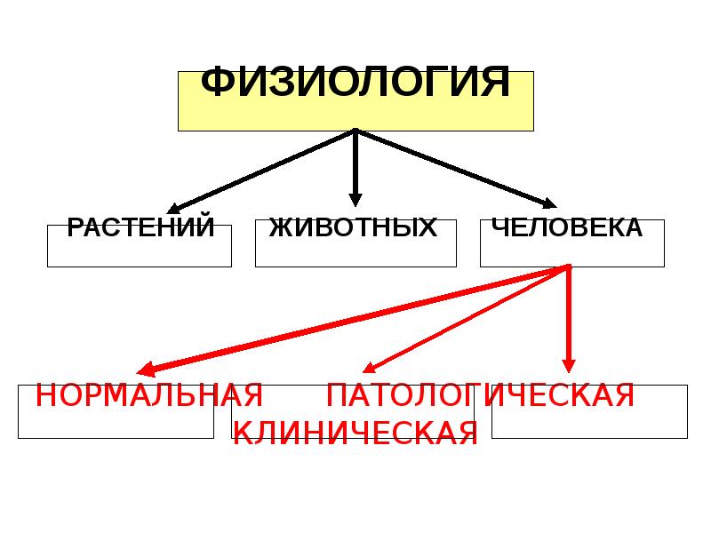 Нормальная физиология. Физиология нормальная патологическая клиническая. Виды нормальной физиологии. Понятие физиологии и ее разделы. Понятие о пирогенотерапии.